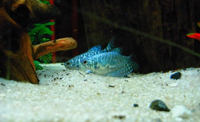 IMG_5175a.jpg