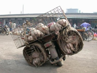 transport18.jpg
