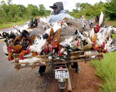 transport19.jpg