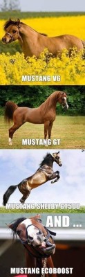 Mustang.jpg