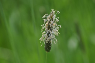 rally sprint kopná 119.jpg