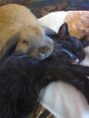 Lentilka a Monty.png